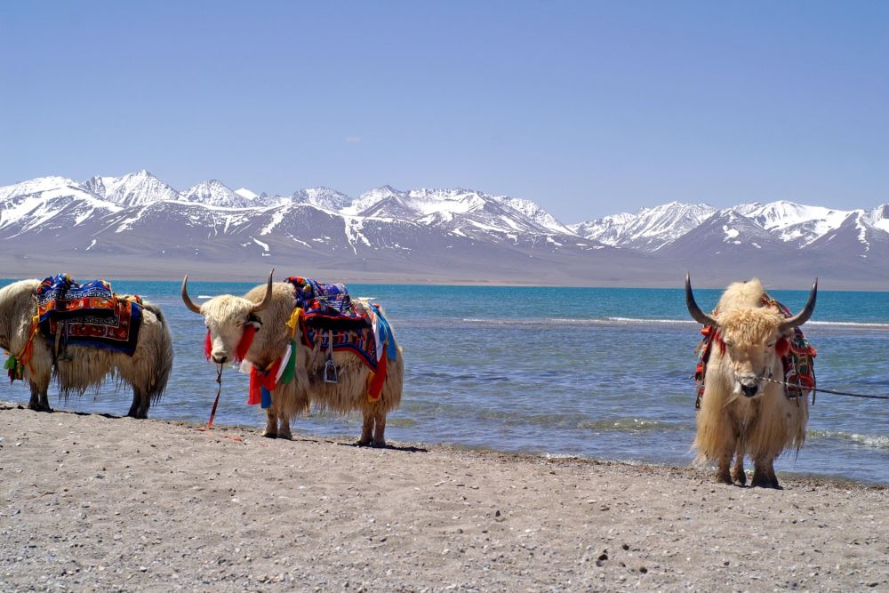 Sul tetto del mondo a dorso di Yak
